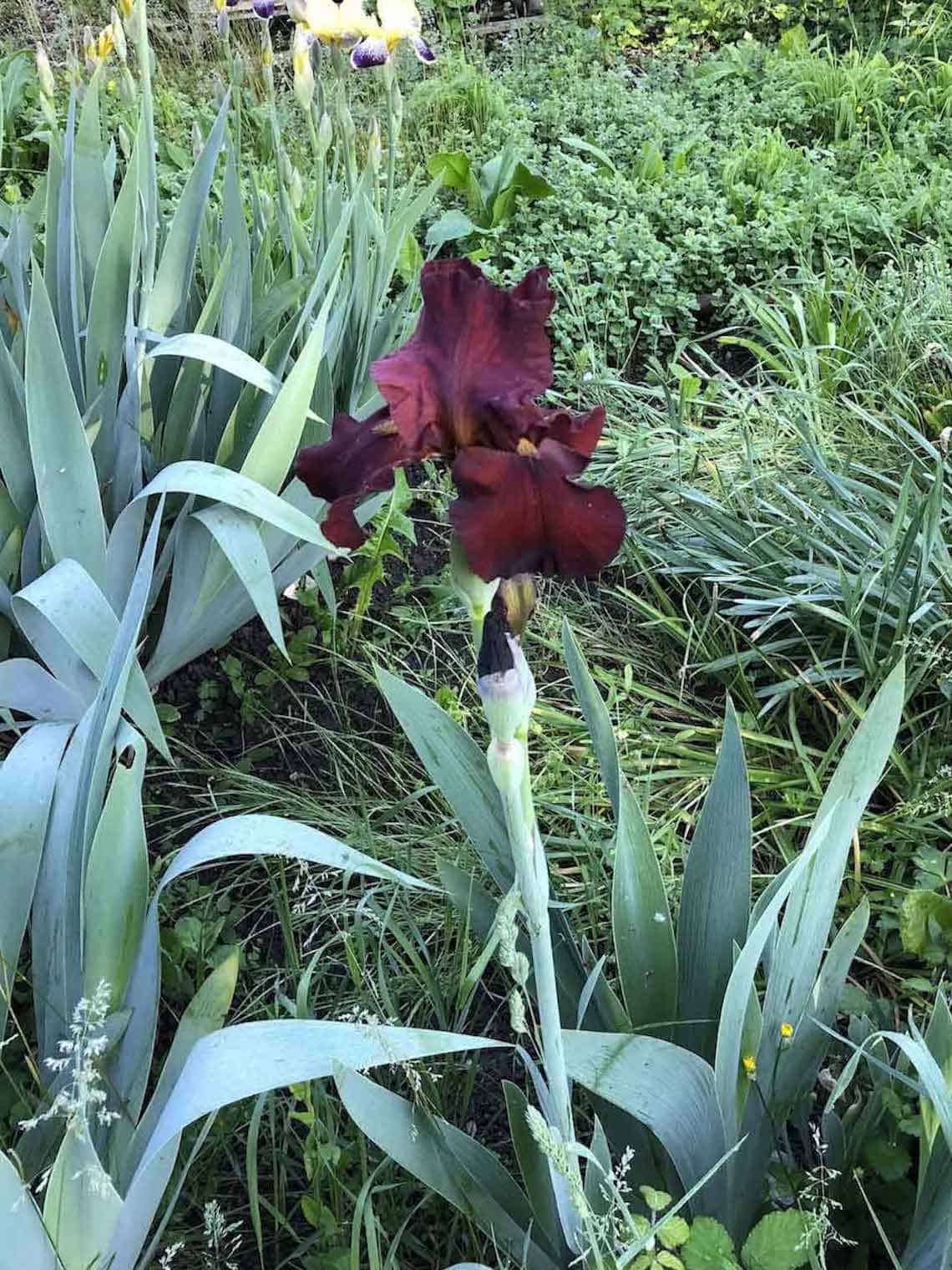 iris bordeaux